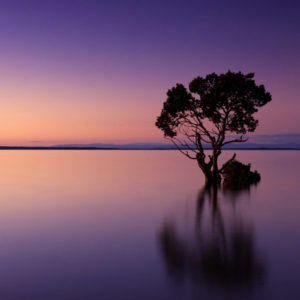 Baum im glatten See